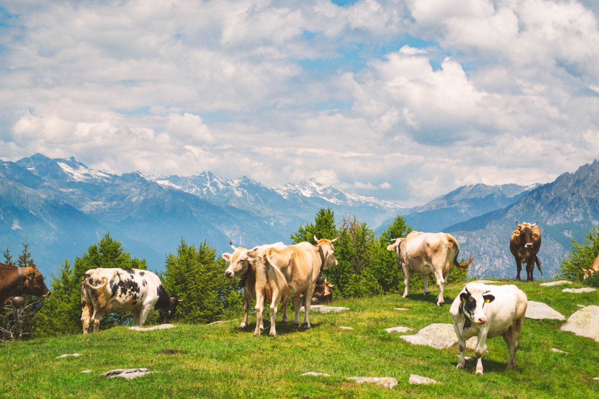 Mucche al pascolo sul Monte Bassetta