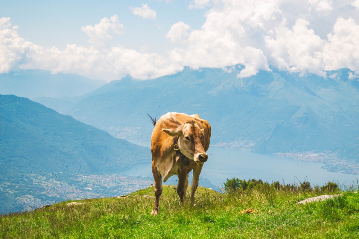 Mucche al pascolo sul Monte Bassetta